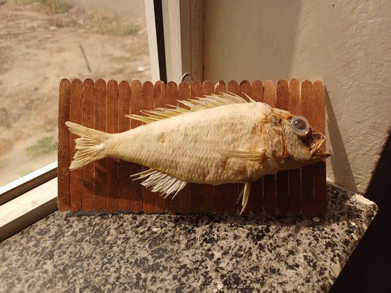 Threadfin Bream Fish / Stuffed / Wall Hanging / hanoodkari / Fish 2