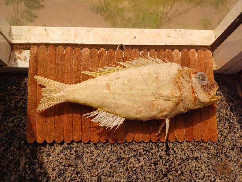 Threadfin Bream Fish / Stuffed / Wall Hanging / hanoodkari / Fish 3