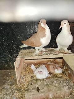 garmen. sharazi breeder pair with 2 chicks and one white garman