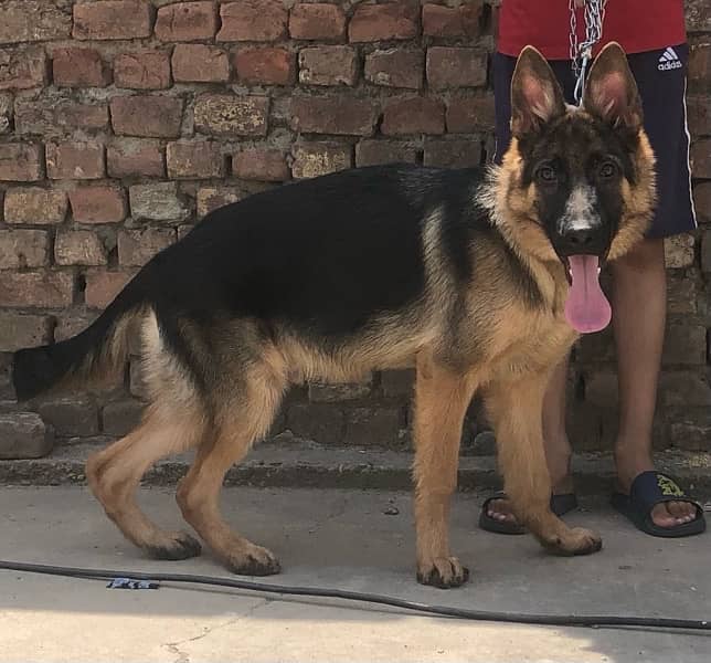 German shepherd Stock Coat Puppy For sale. 1