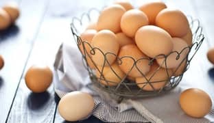 high quality fertile eggs available muska, bengum, hera, fancy Eggs