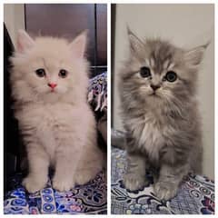 Pair Cats Grey White Persian Doll Face Male and Fawn Female Kittens 0