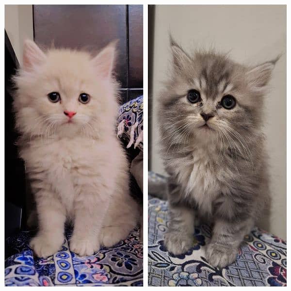 Pair Cats Grey White Persian Doll Face Male and Fawn Female Kittens 0