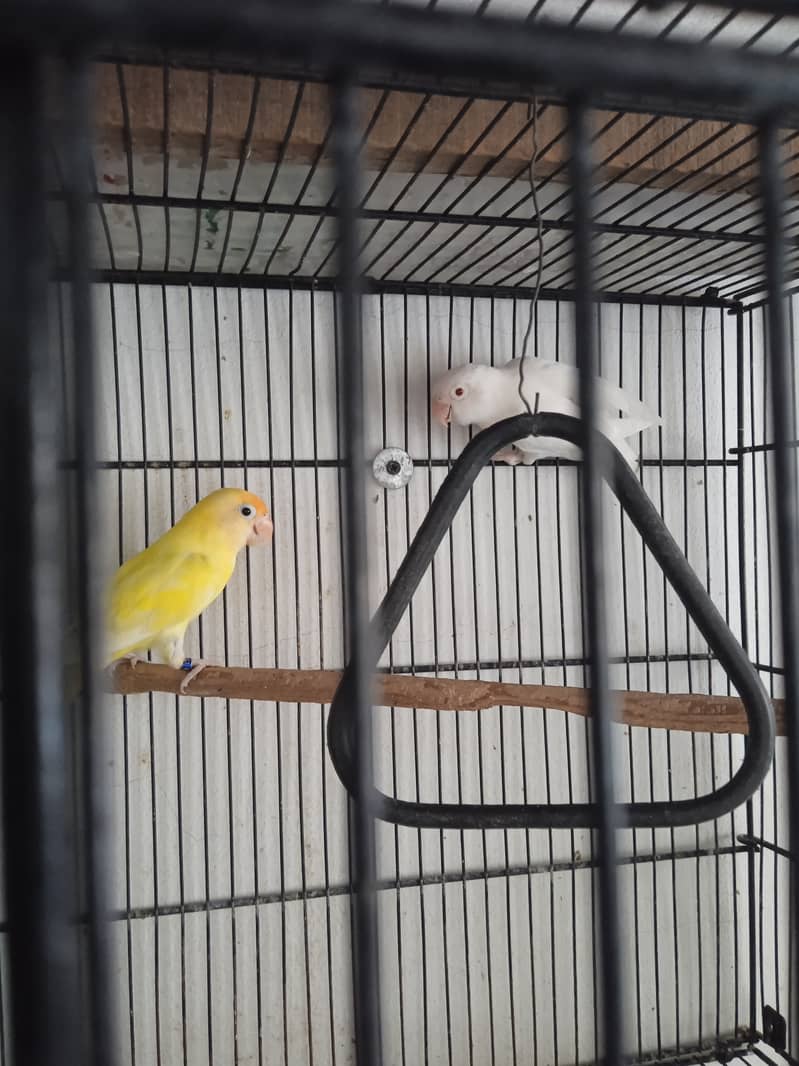 Love birds multiple mutations for sale 0