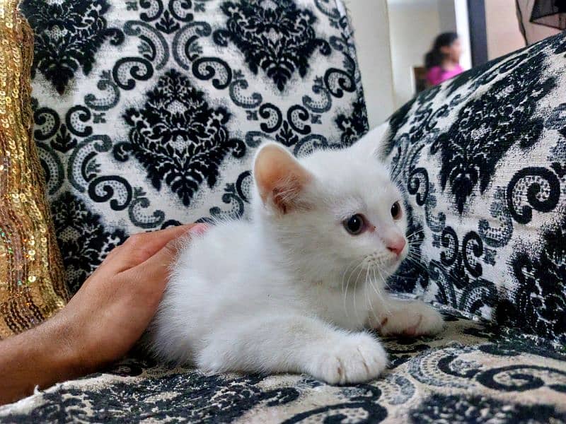 White Persian Kitten 0