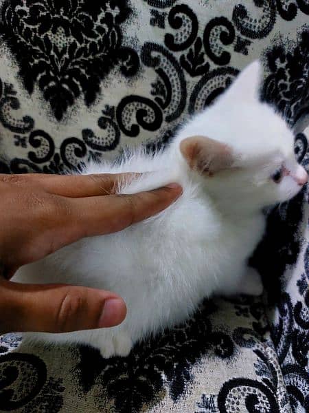 White Persian Kitten 1