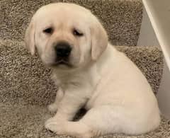 Labrador puppies 03700502245