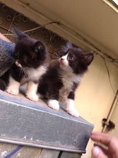 tuxedo Persian kittens pair for sale