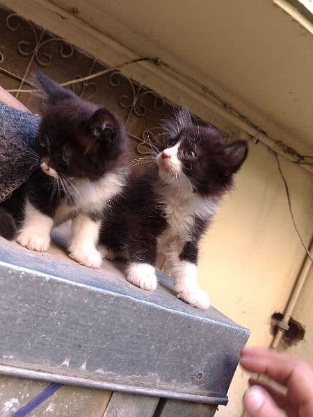 tuxedo Persian kittens pair for sale 0