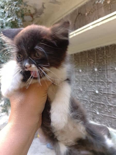 tuxedo Persian kittens pair for sale 1