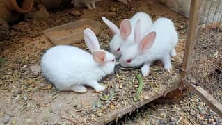 Red eyed Pure White baby bunnies 0