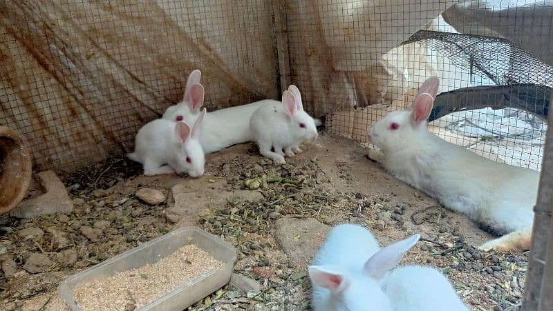 Red eyed Pure White baby bunnies 1