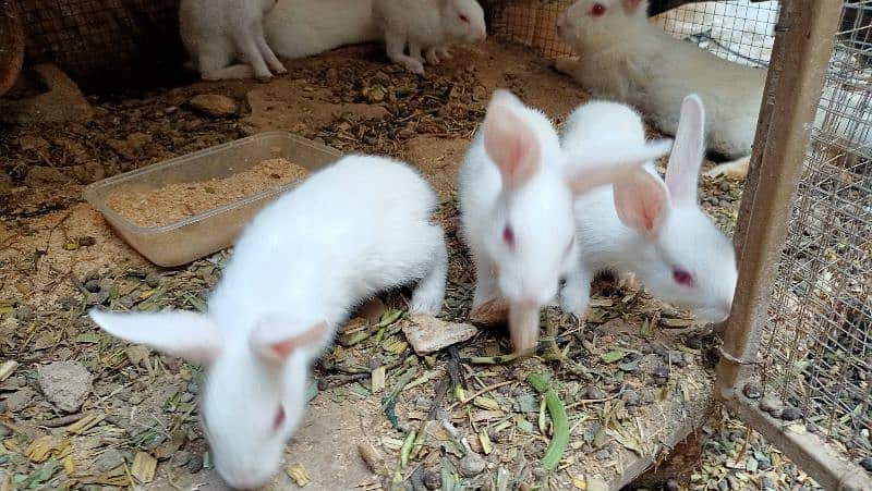 Red eyed Pure White baby bunnies 2