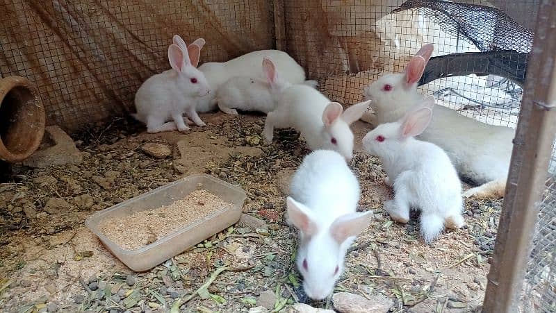 Red eyed Pure White baby bunnies 3