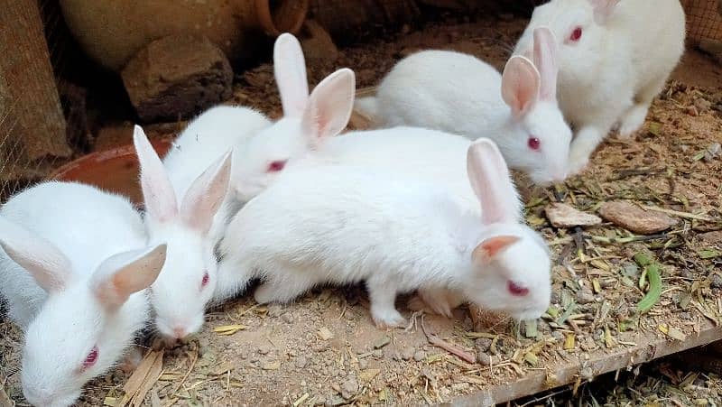 Red eyed Pure White baby bunnies 4