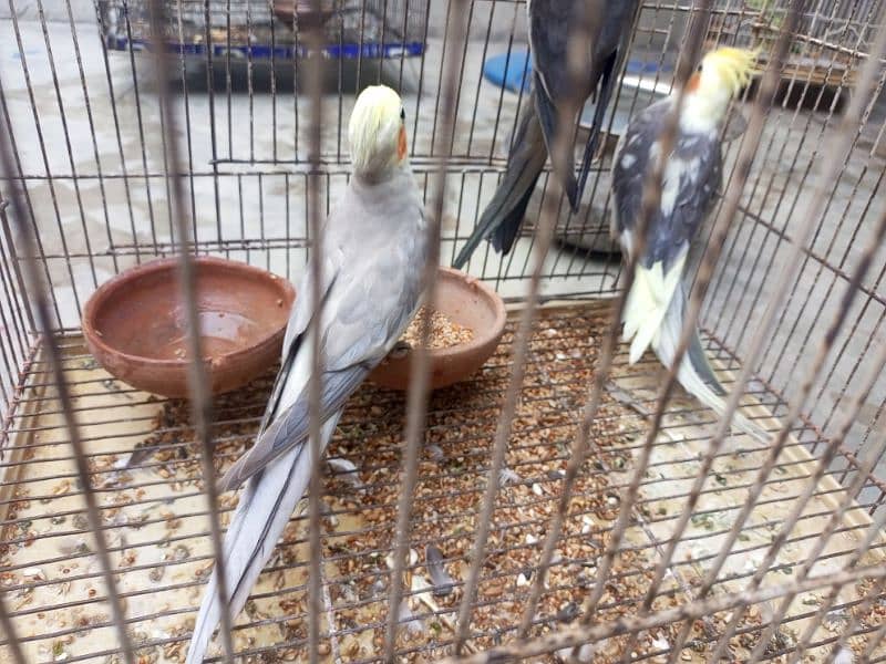 cocktail parrot for sale 1