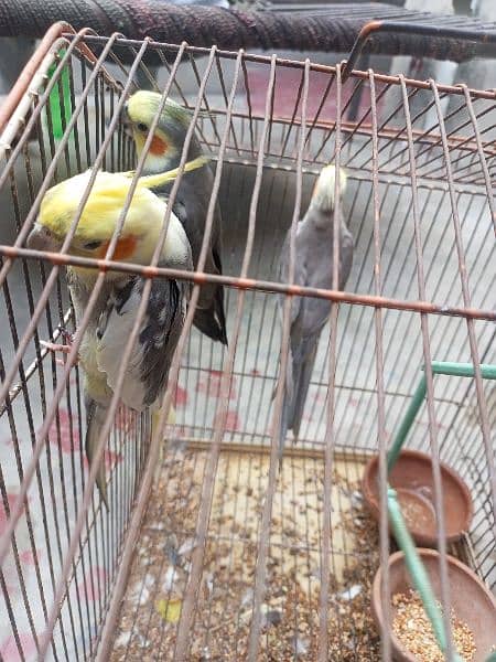 cocktail parrot for sale 4