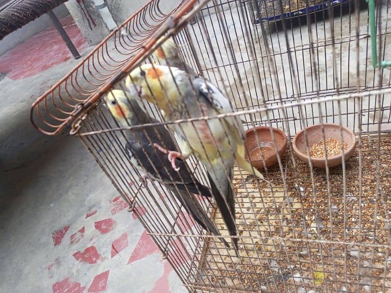 cocktail parrot for sale 6