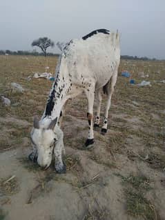 Bakra / Goat / sheep / Goat for sale