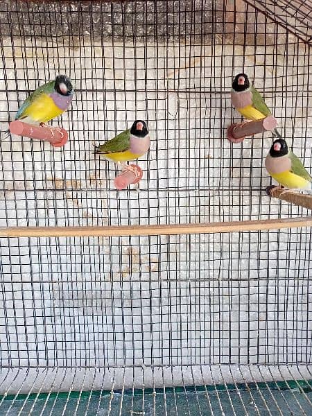 Gouldian finch 0