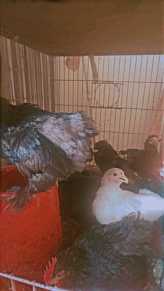 bantam chicks for sale in karachi 0