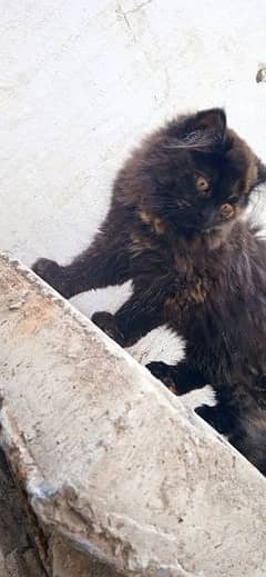 Triple coated Persian kittens