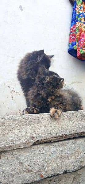 Triple coated Persian kittens 4
