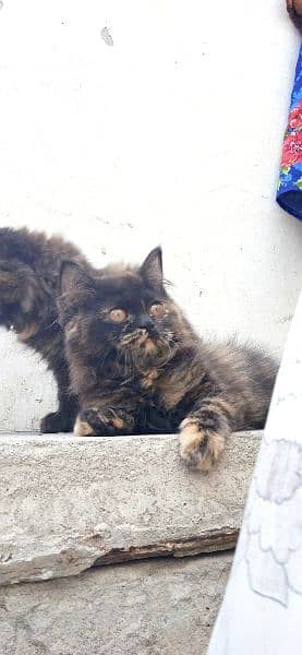 Triple coated Persian kittens 5