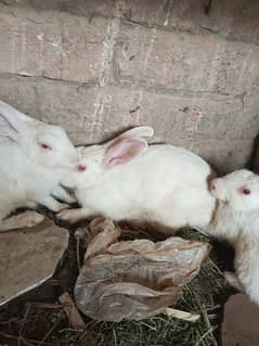 Pure white redeyes rabbits for sale 0