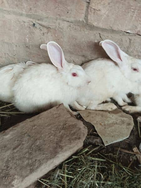 Pure white redeyes rabbits for sale 1