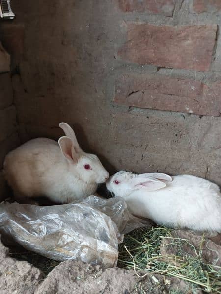 Pure white redeyes rabbits for sale 2