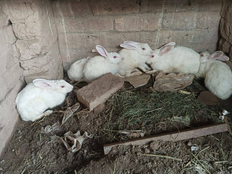 Pure white redeyes rabbits for sale 3