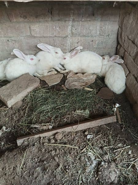 Pure white redeyes rabbits for sale 4