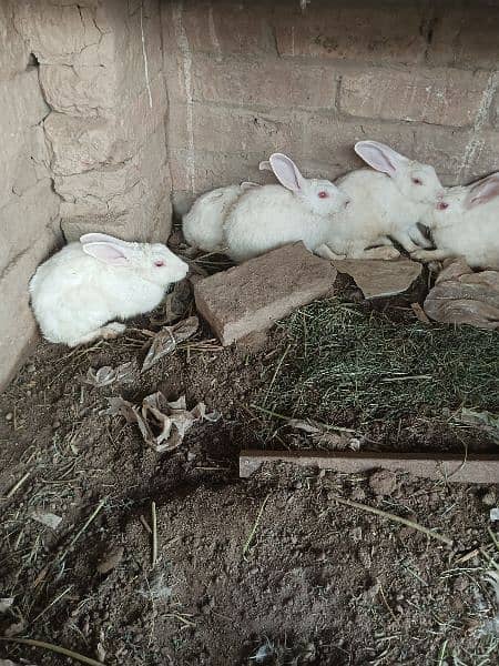 Pure white redeyes rabbits for sale 5