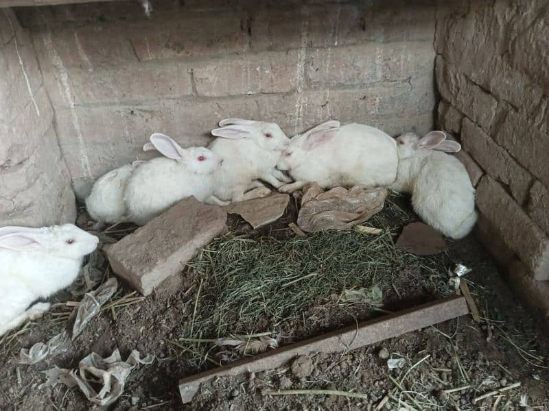 Pure white redeyes rabbits for sale 6
