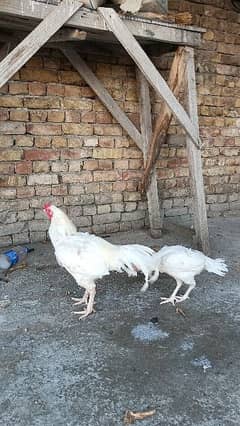 Aseel Heera pair for sale 0