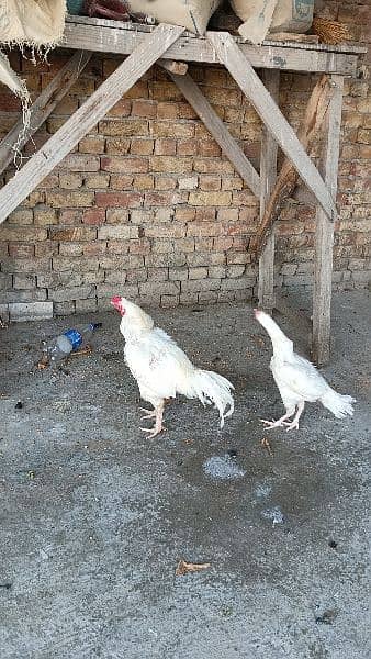 Aseel Heera pair for sale 2