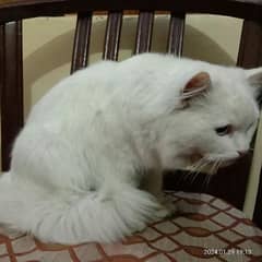fully white Furr persian Breeder Cat triple 3x Coated Furr