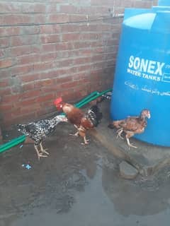 3 Assel Hens and 1 Golden Misri Male Hen
