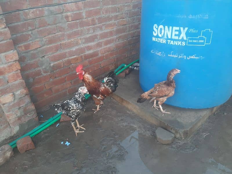 3 Assel Hens and 1 Golden Misri Male Hen 1