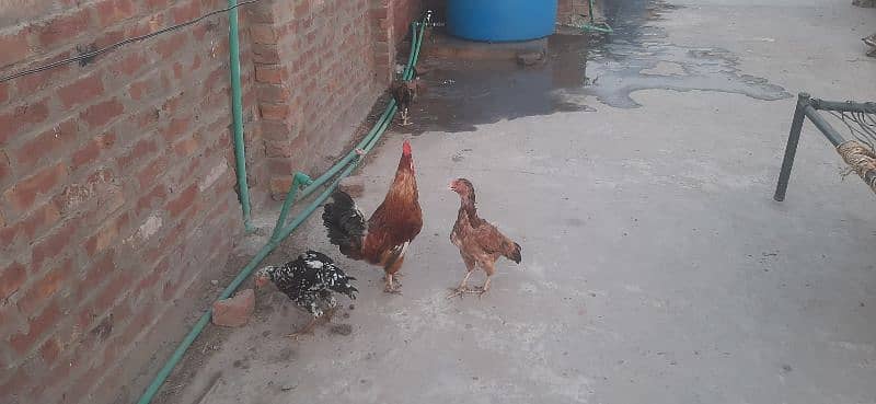 3 Assel Hens and 1 Golden Misri Male Hen 2