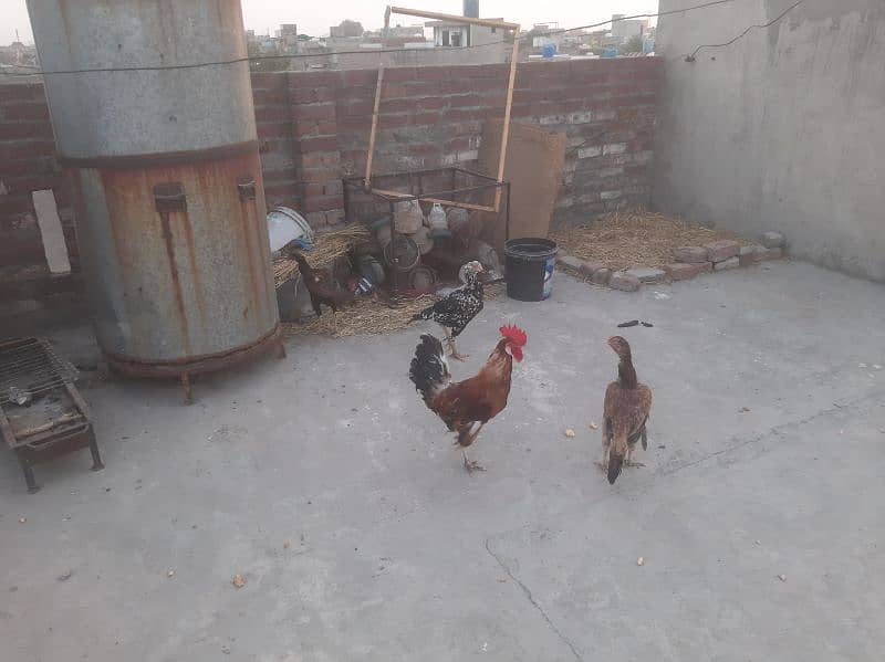 3 Assel Hens and 1 Golden Misri Male Hen 3