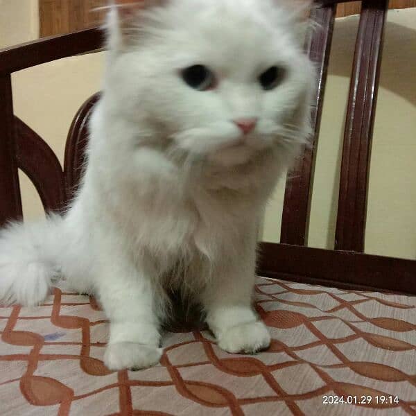 fully white Furr persian Breeder Cat triple 3x Coated Furr 1