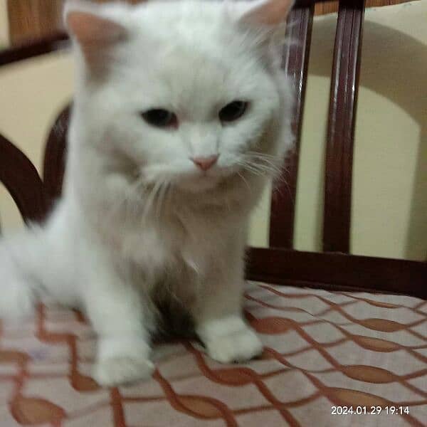 fully white Furr persian Breeder Cat triple 3x Coated Furr 2