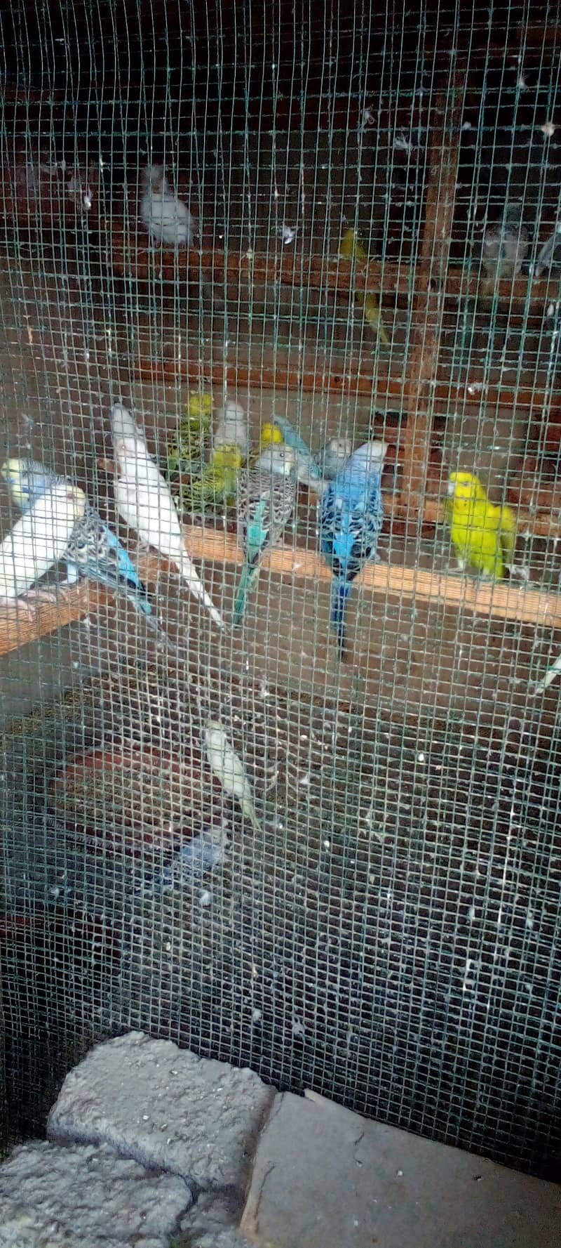 Budgies parrot and finches 3