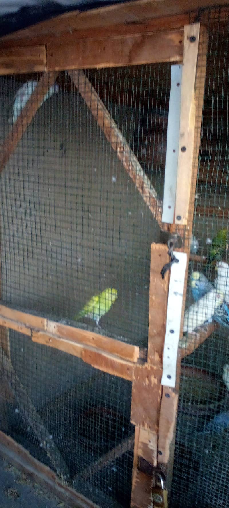 Budgies parrot and finches 4