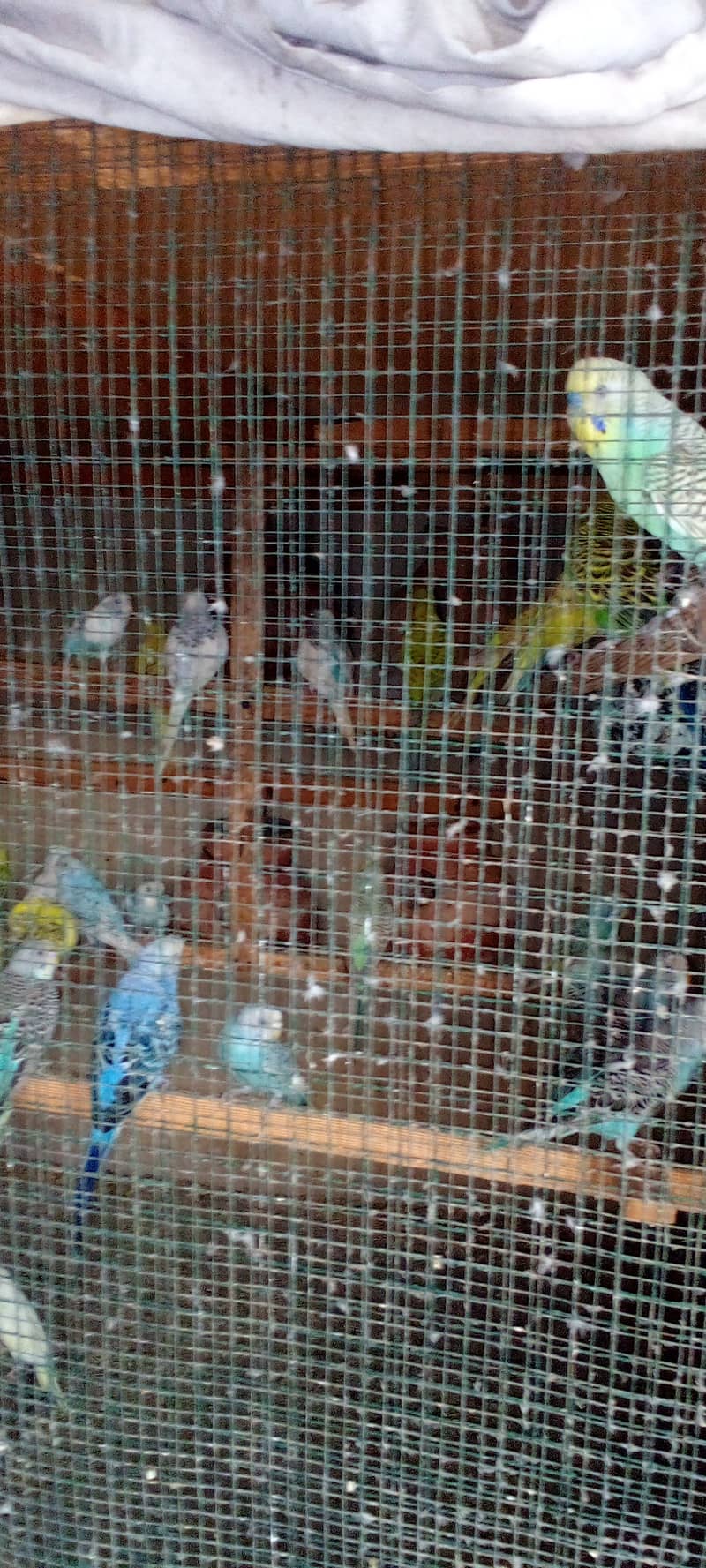Budgies parrot and finches 5