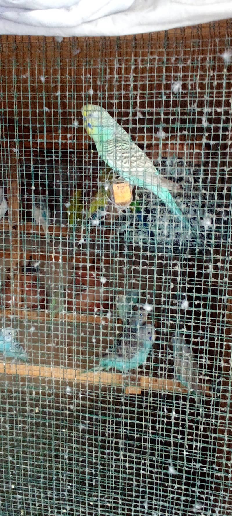 Budgies parrot and finches 6