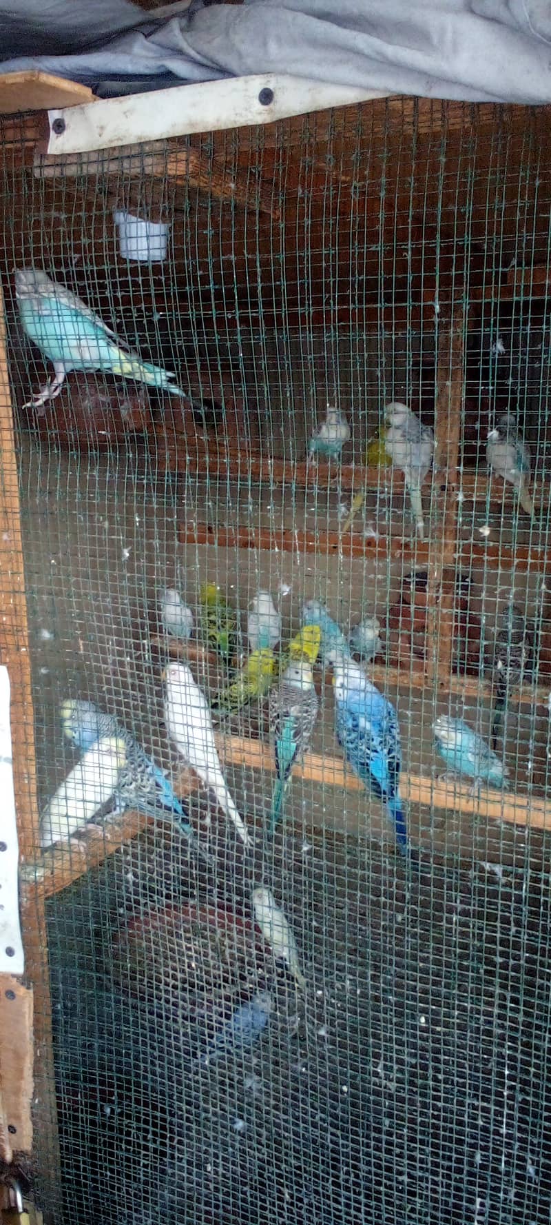 Budgies parrot and finches 7