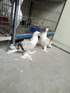 Silver Saddle Frill Chiks Imported Blood Line